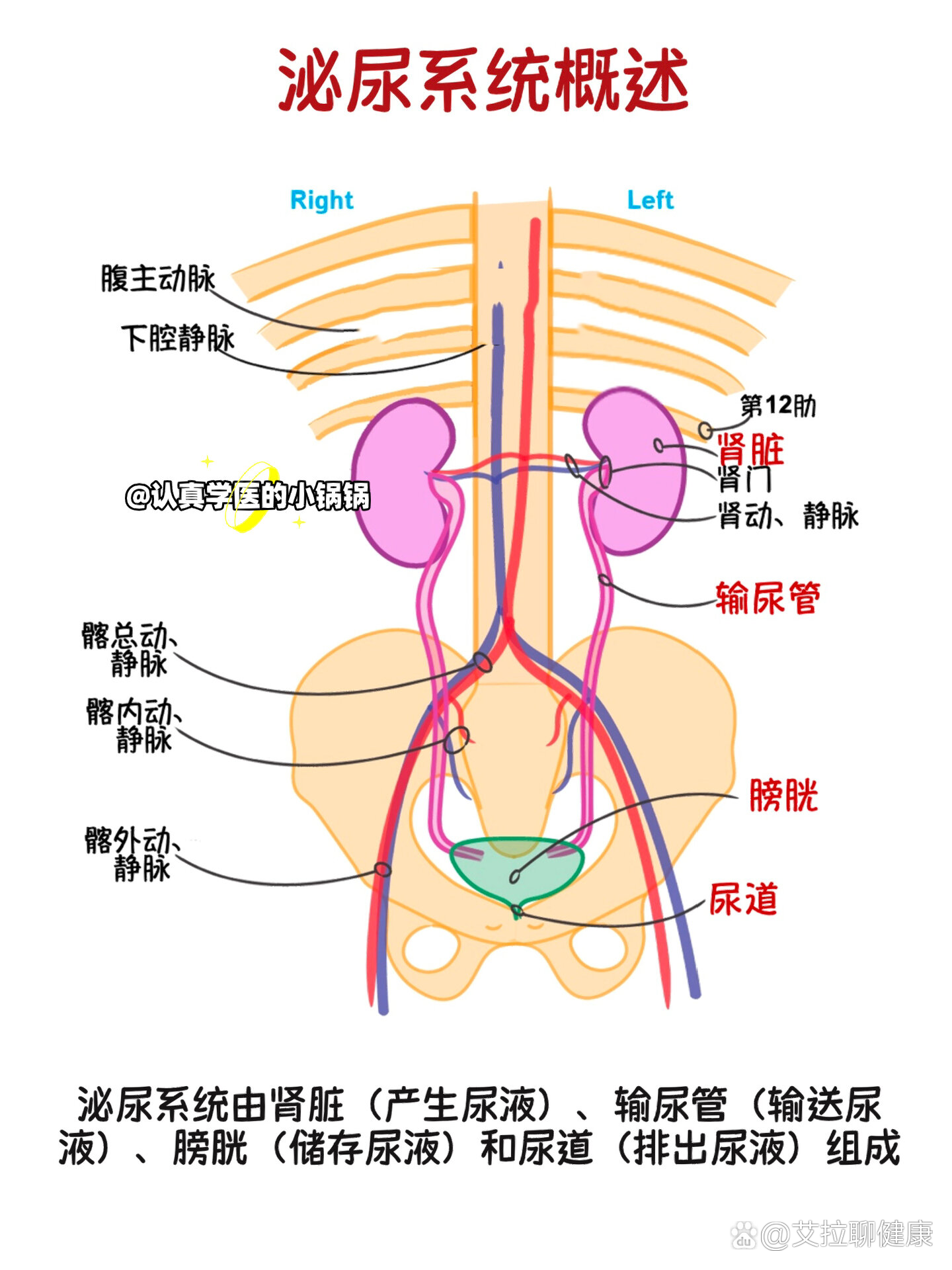  p>科普 57 | 泌尿系统组成及功能 br>泌尿系统由肾脏,输尿管,膀胱