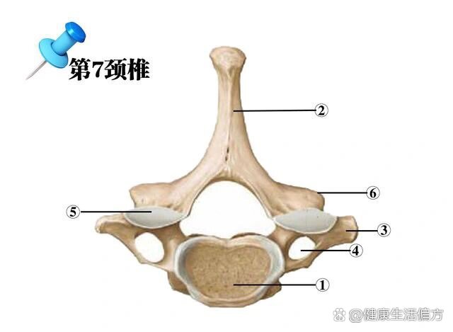  p>第7颈椎 br>隆椎(c7):棘突最长且不分叉,体表容易触及,常作为体表