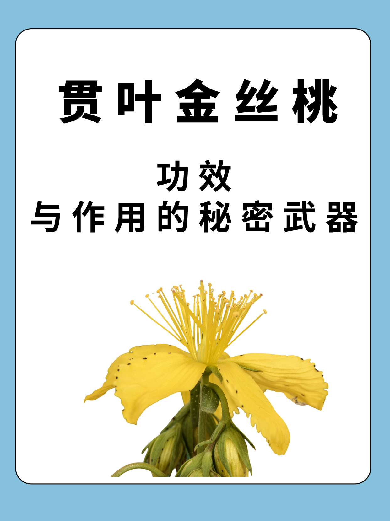 贯叶金丝桃:功效与作用的秘密武器