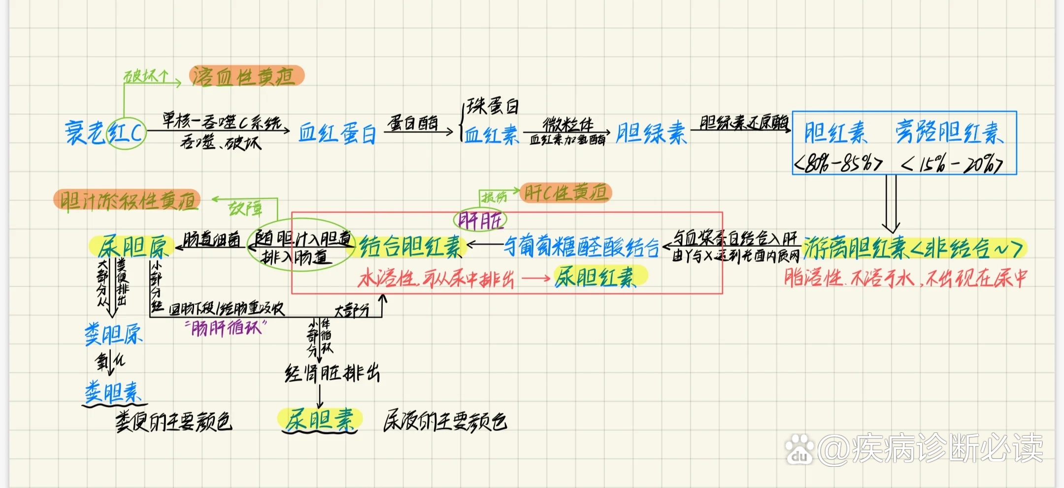 胆红素代谢途径图ppt图片