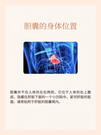 一探究竟:胆囊在你身体的哪一侧?