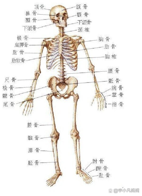 人体的206块骨头