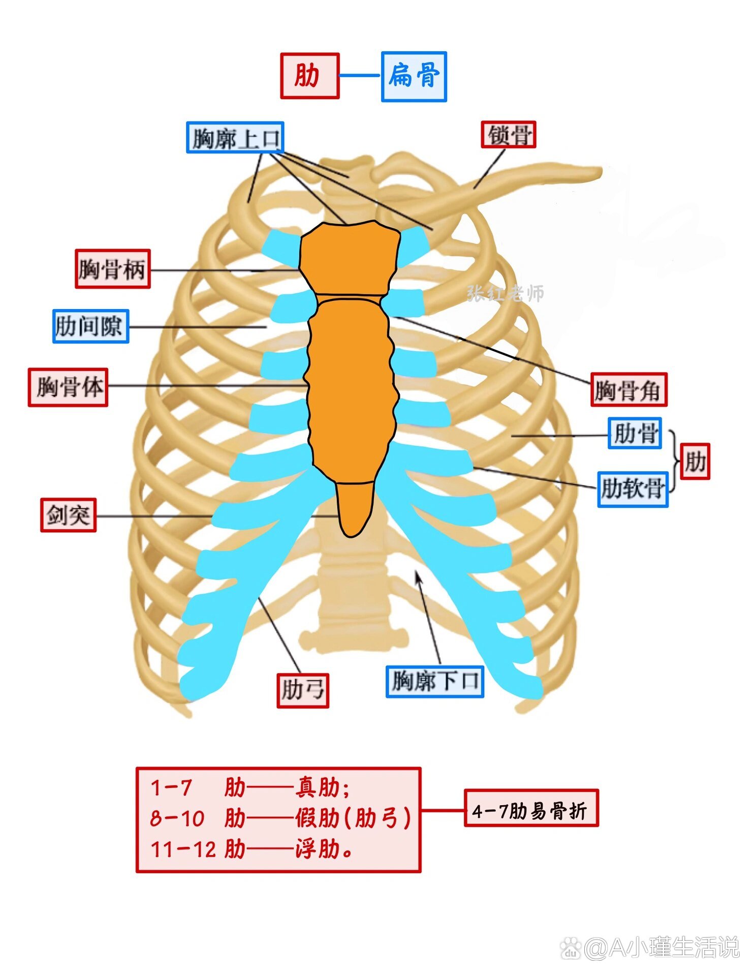 解剖学:胸廓