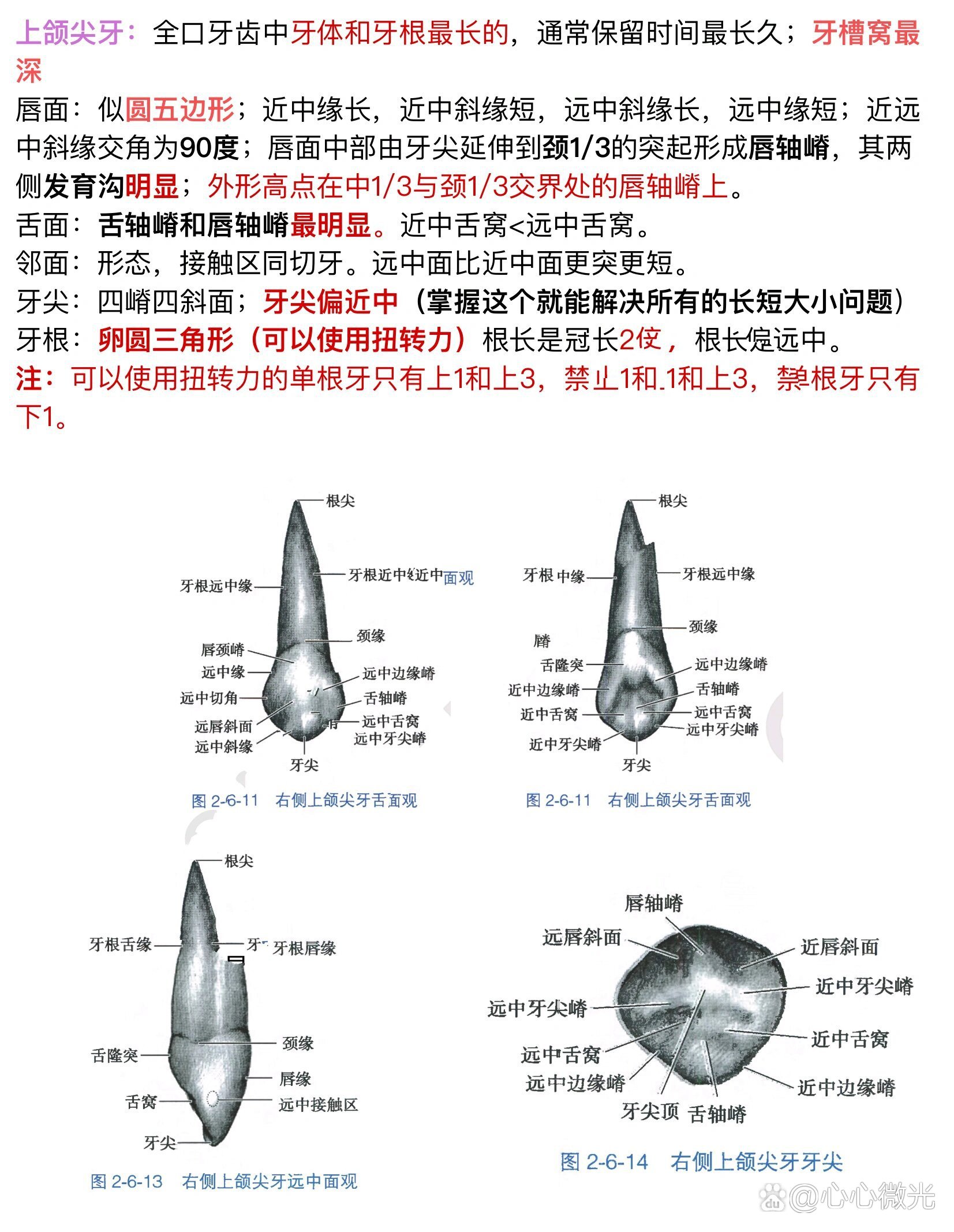 牙尖斜度图解图片