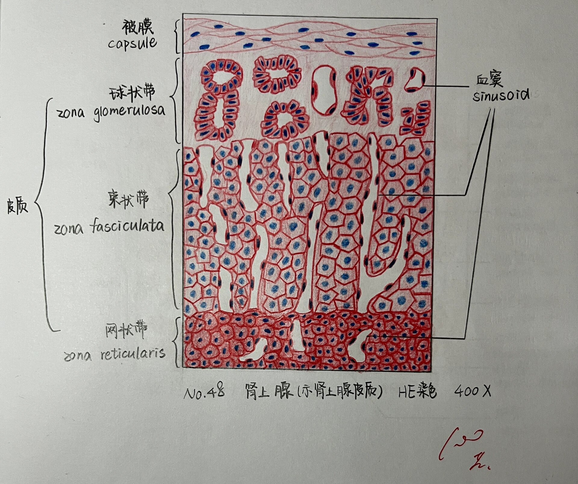 厚壁细胞手绘图图片