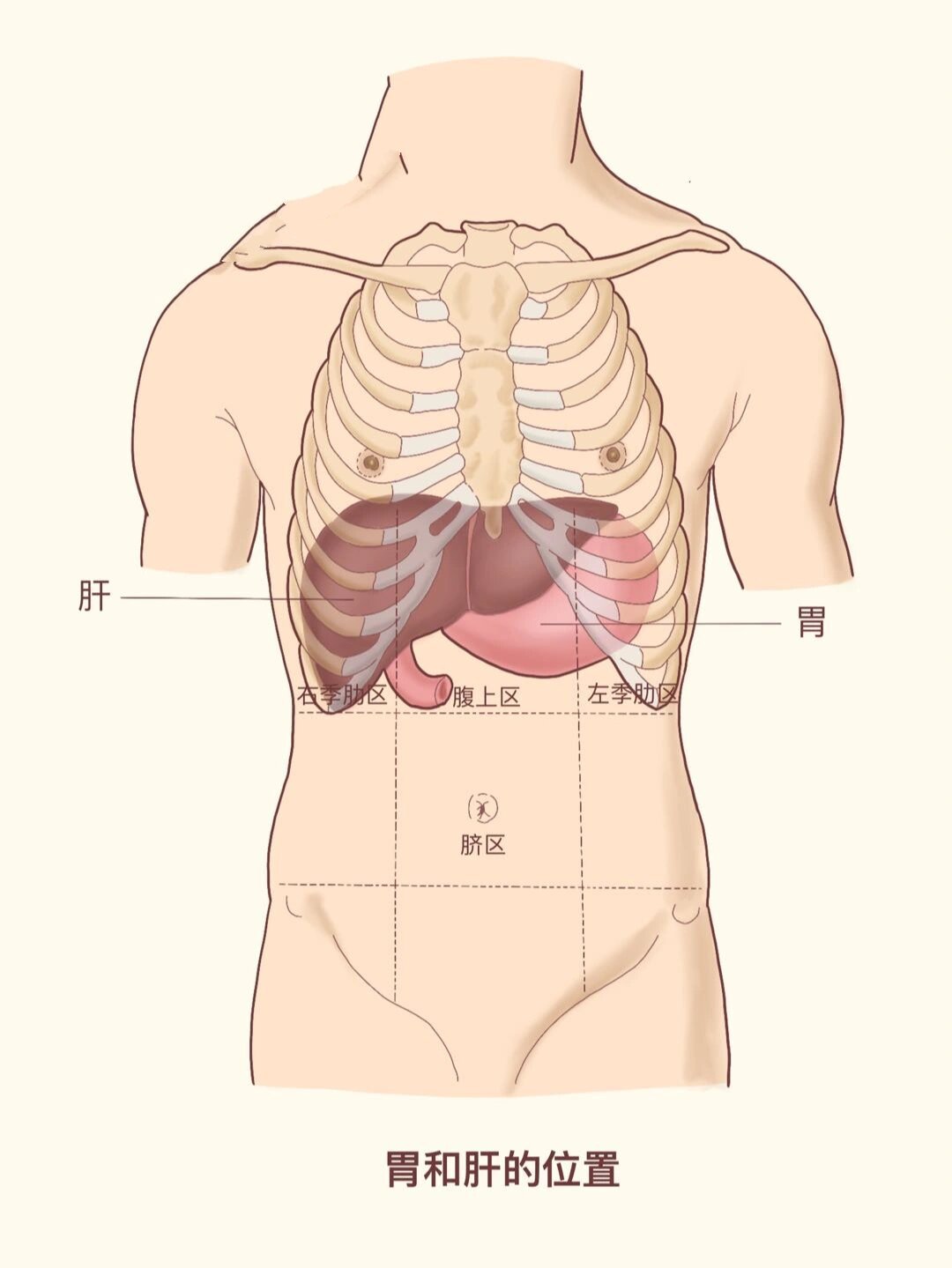 肺和胃的位置图图片