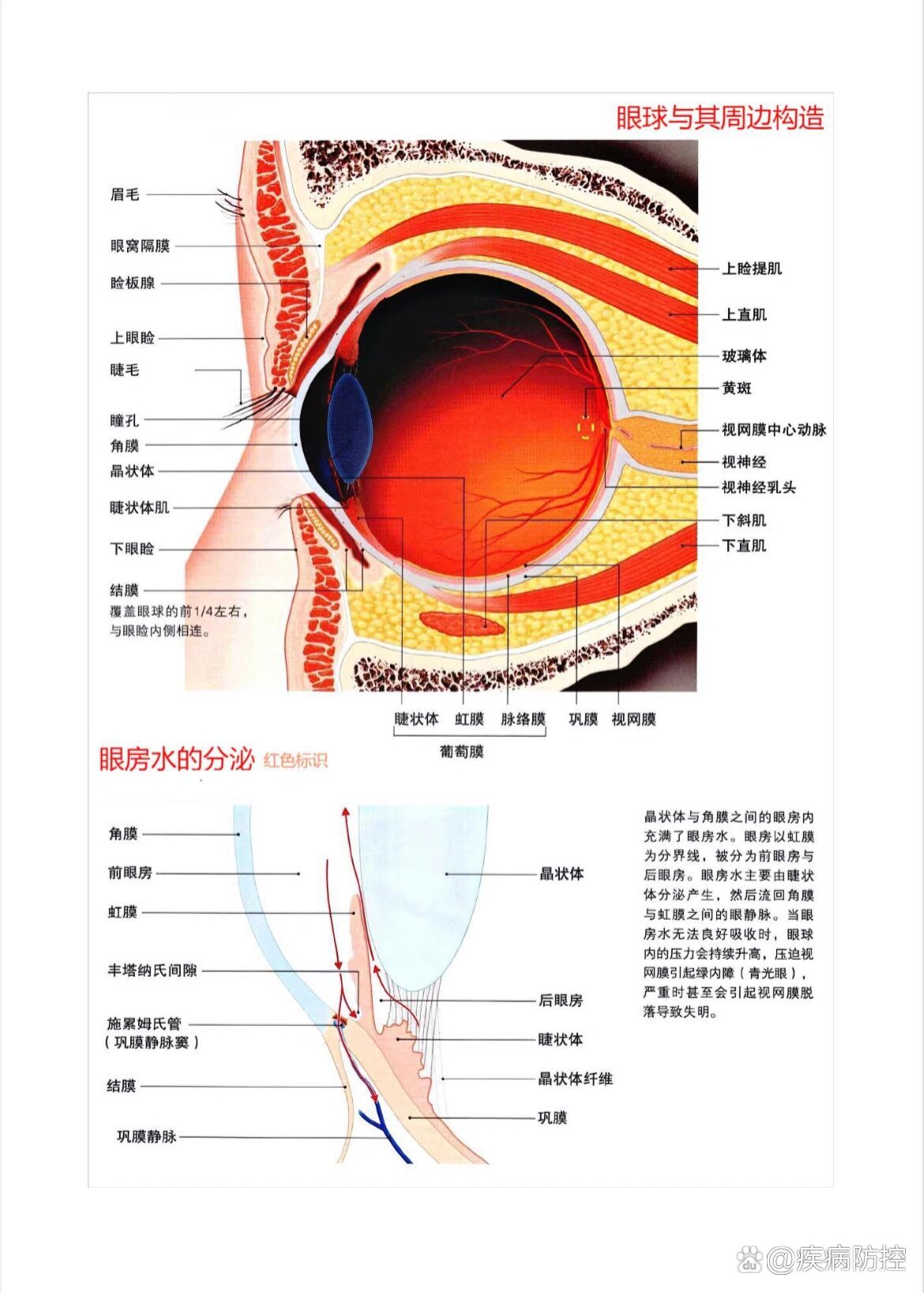 眼泪的形成及眼球与周边构造