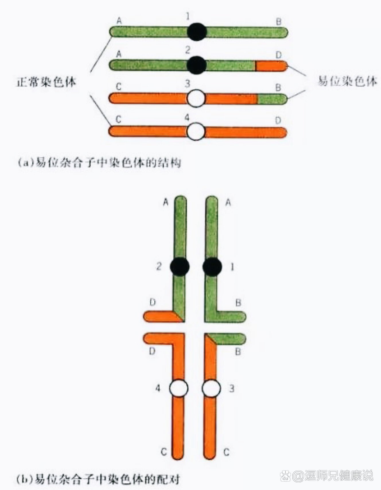 染色体交叉互换的概念图片