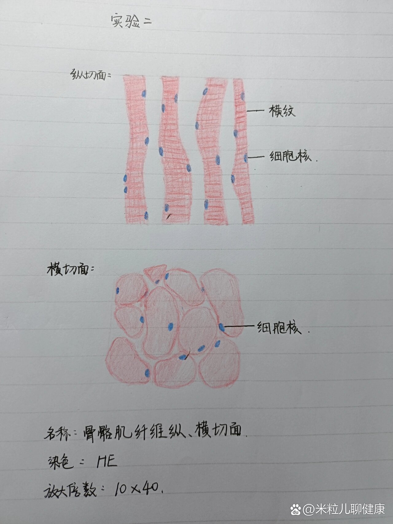 骨骼肌纤维细胞横