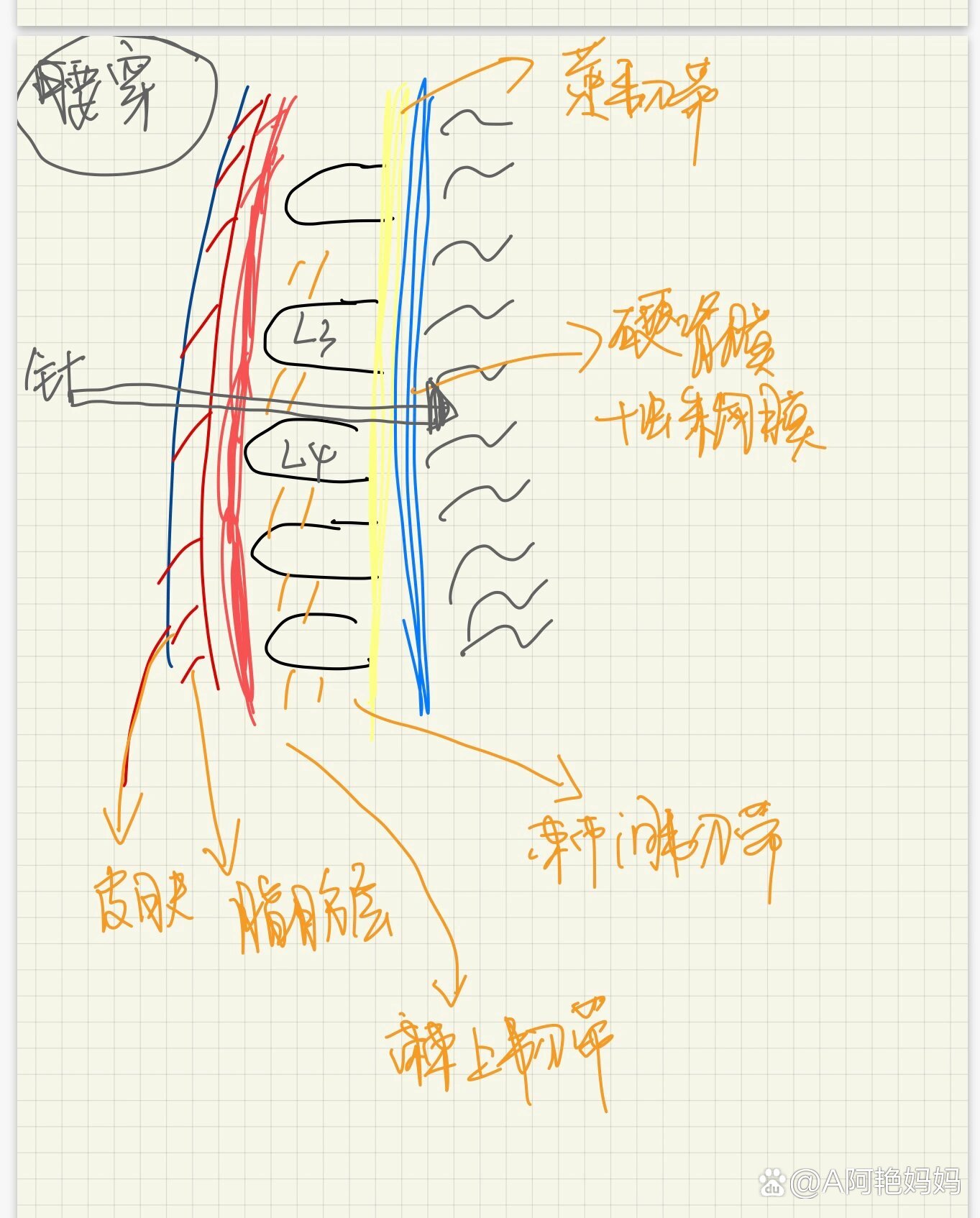  p>只有医学生才能看懂的图 br>这是一幅关于腰穿的解剖图,整体画风