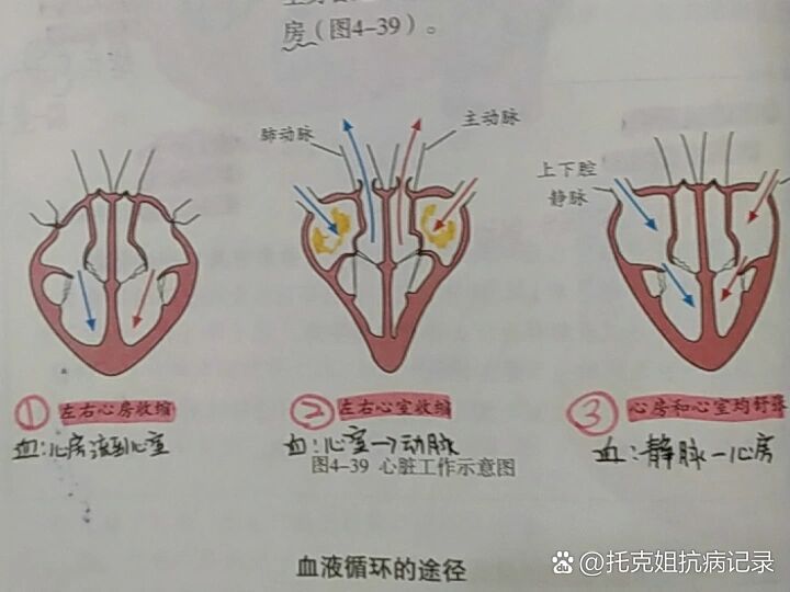 有没有人可以教一下这里啊,快会考了还搞不懂房室瓣和动脉瓣在哪,什么