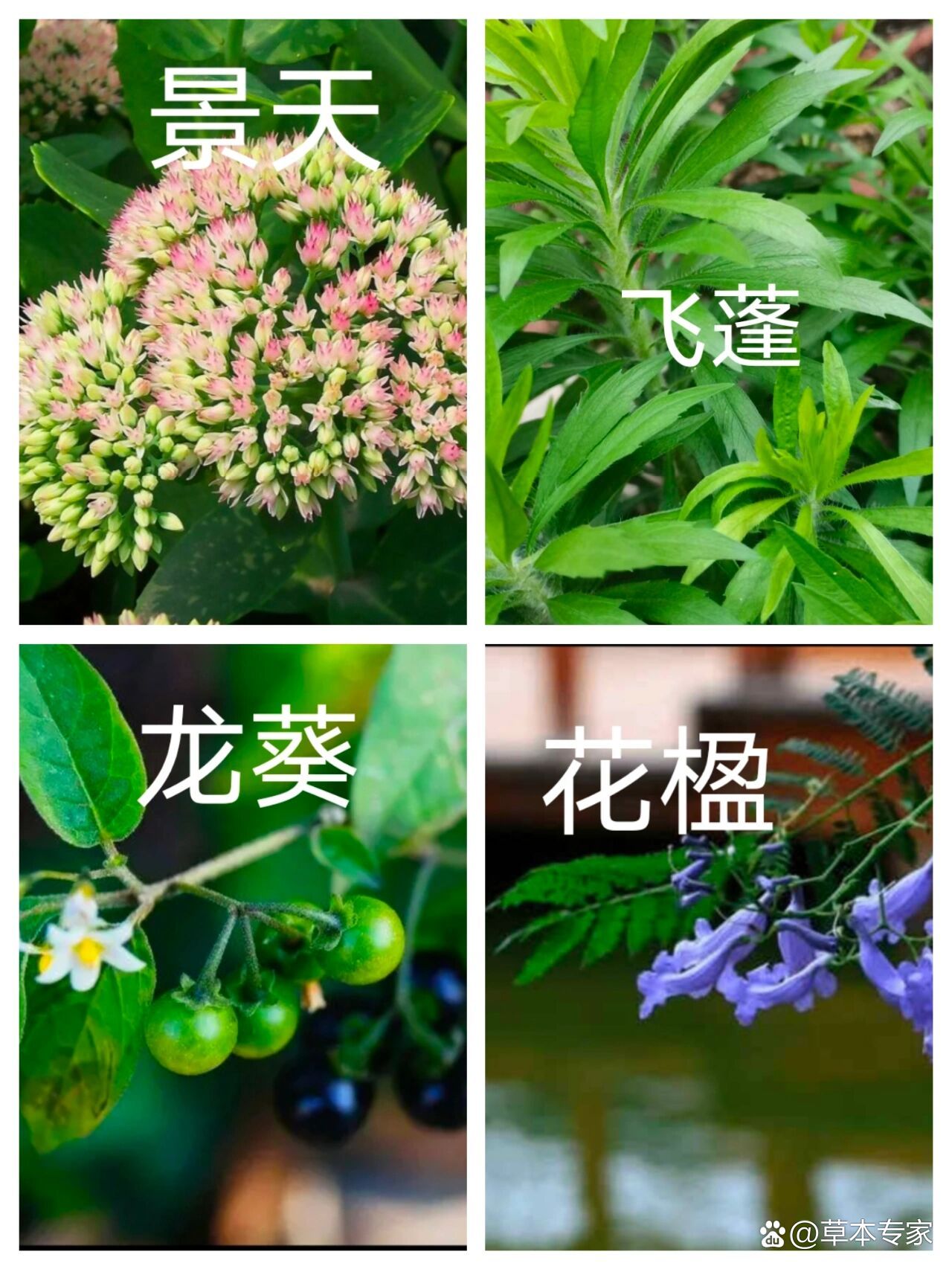 林景天图片