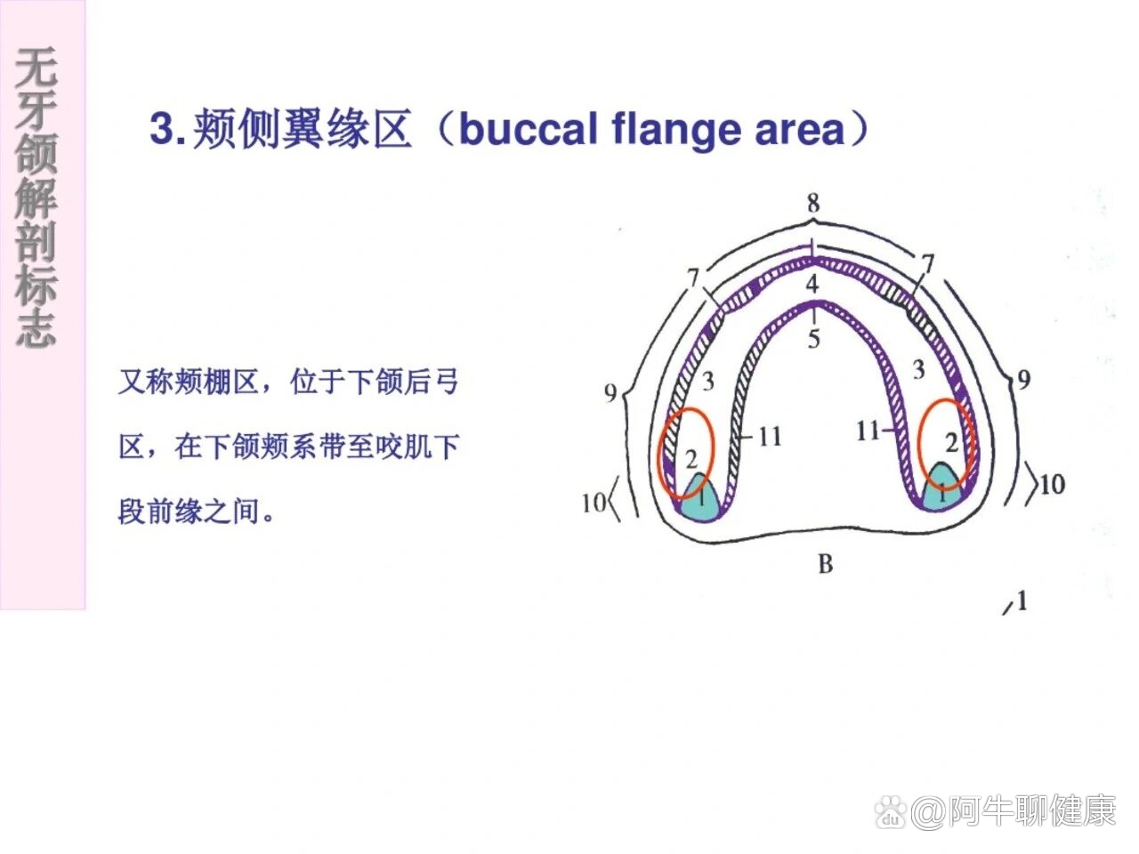 下颌无牙颌解剖标志