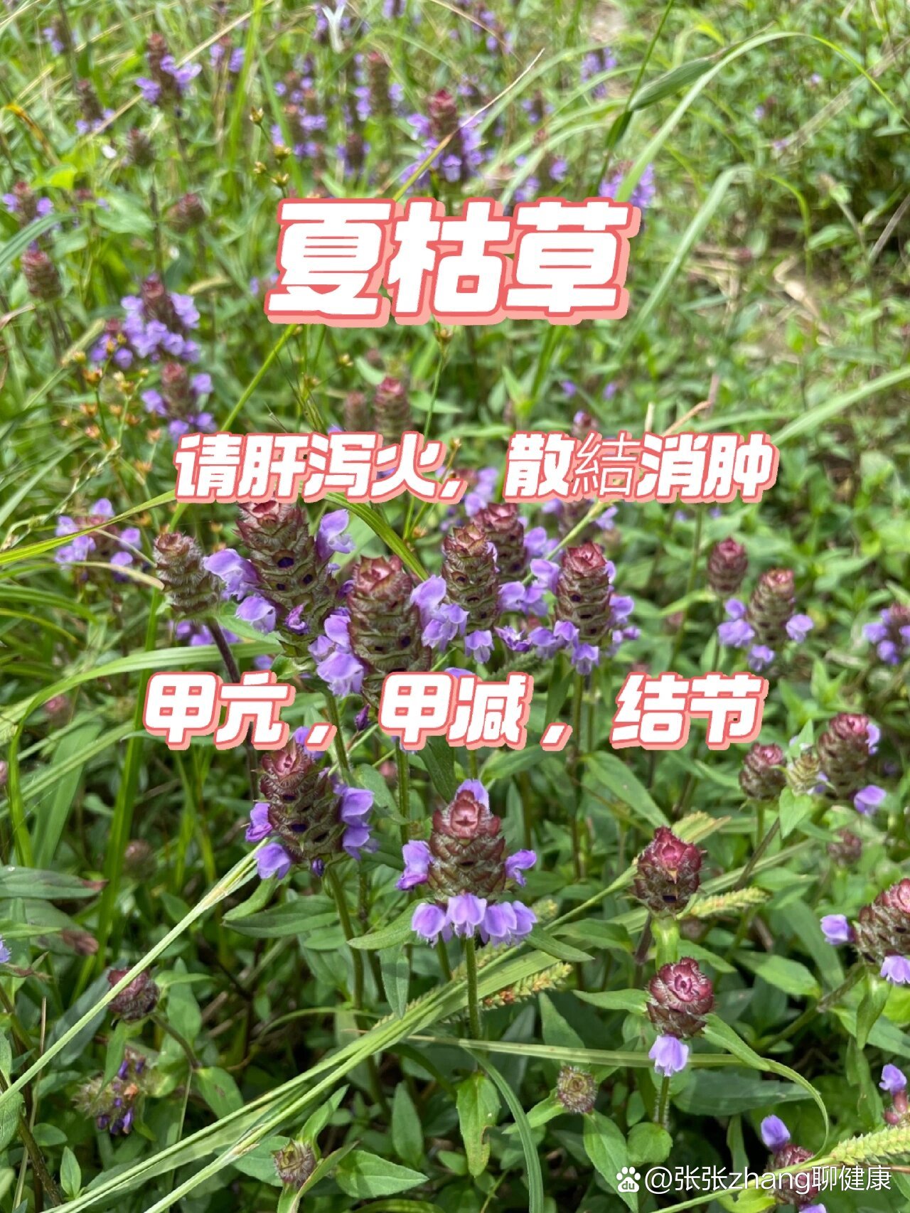 p夏枯草会让顽固的甲亢甲减一点点消失br夏枯草别名夏枯球棒