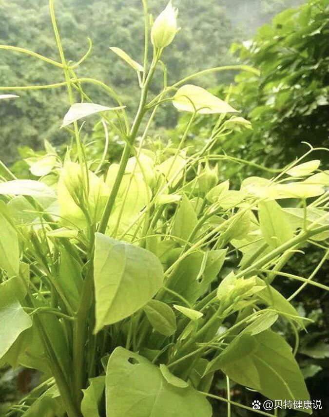 药食同源植物——赤苍藤