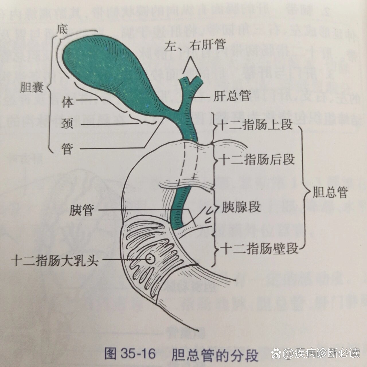 胆囊管胆总管解剖图图片