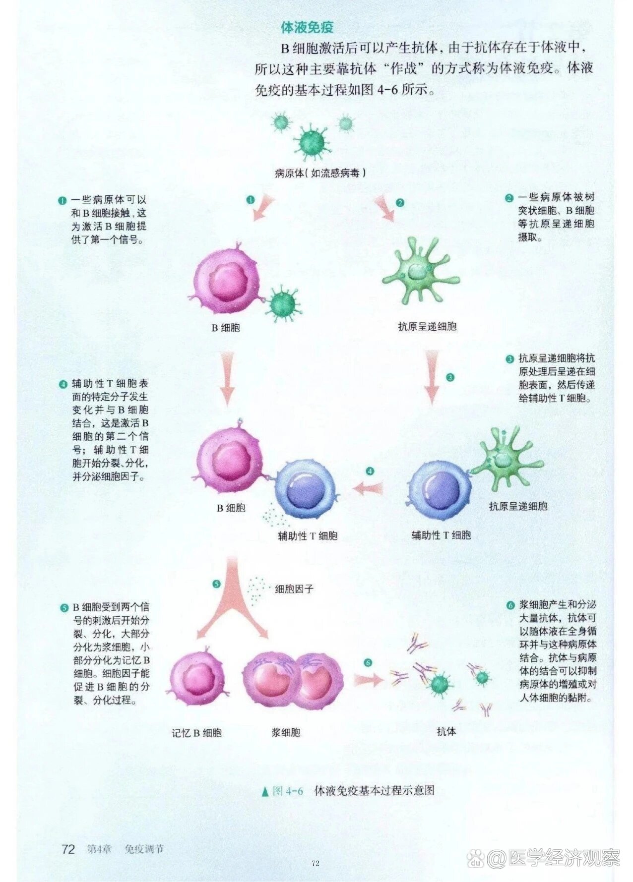 生物体液免疫和细胞免疫