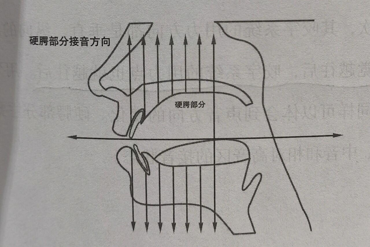 硬腭读音图片