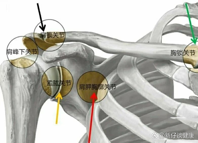 肩关节脱臼图片解剖图图片