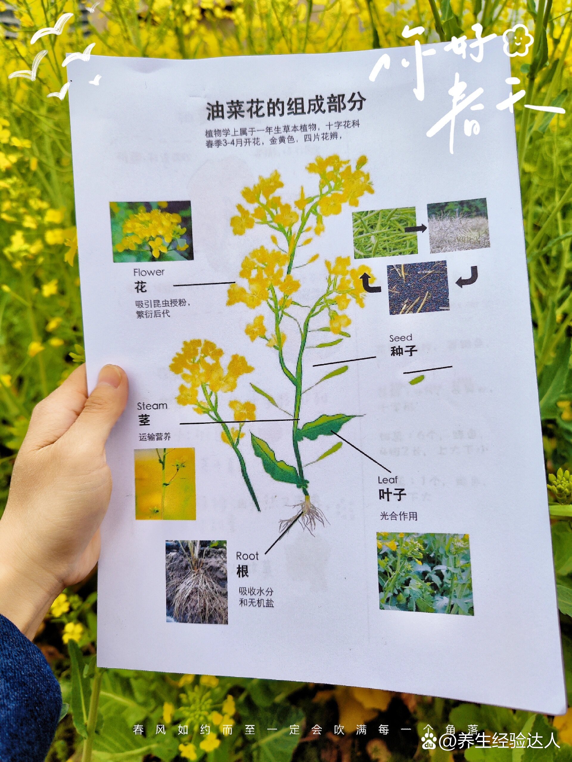 98油菜花自然美育,植物科普知识6015