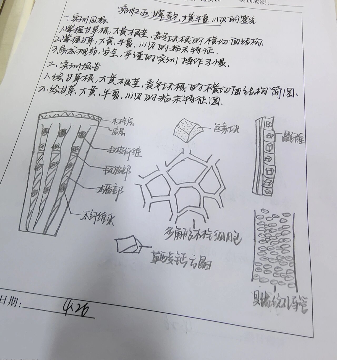 甘草横切面简图手绘图片