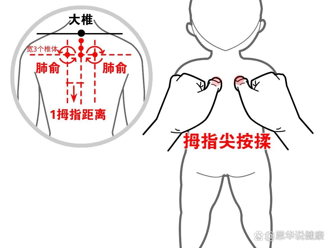 宝宝肺的准确位置图片图片