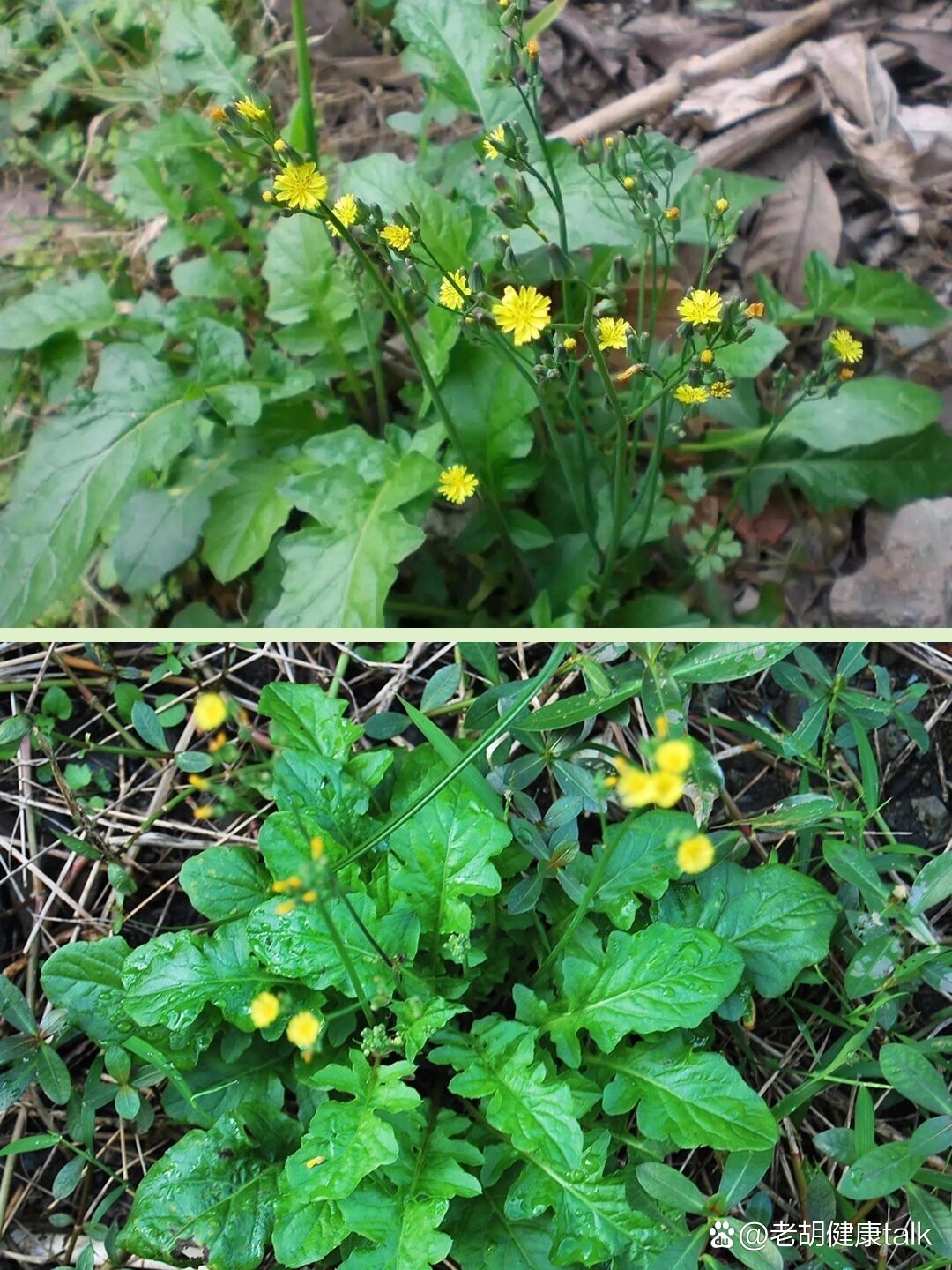 018|黄鹌菜又称还阳草,嫩芽,茎,花蕾可食用