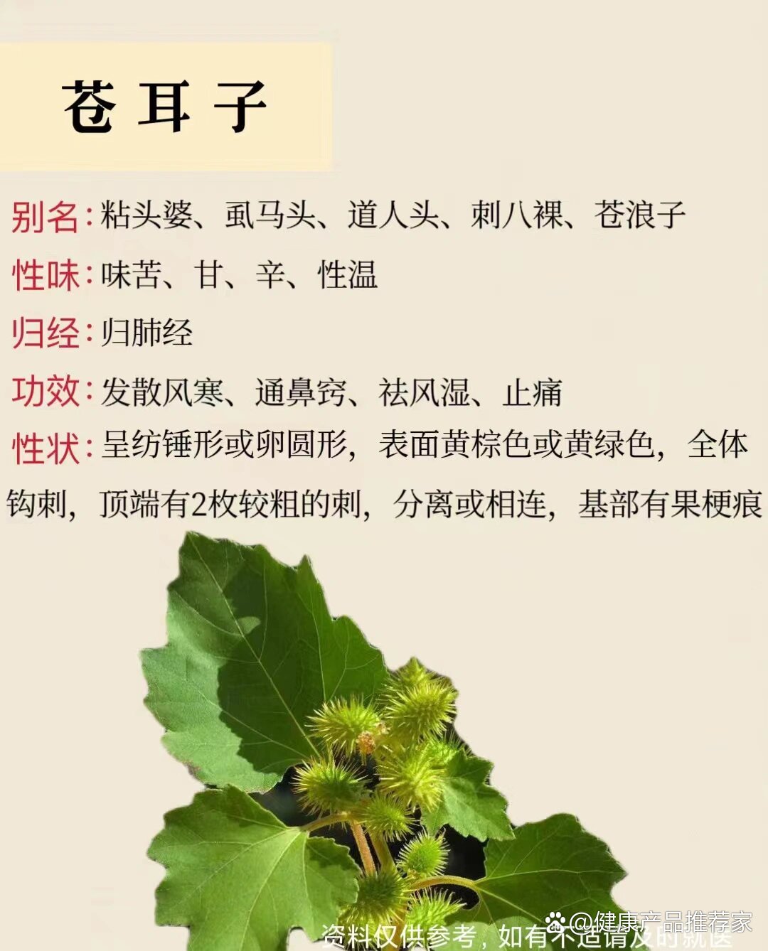 每天懂一味中草药91苍耳子