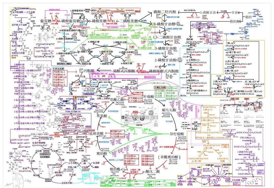 📚生化代谢图，三重代谢一目了然！