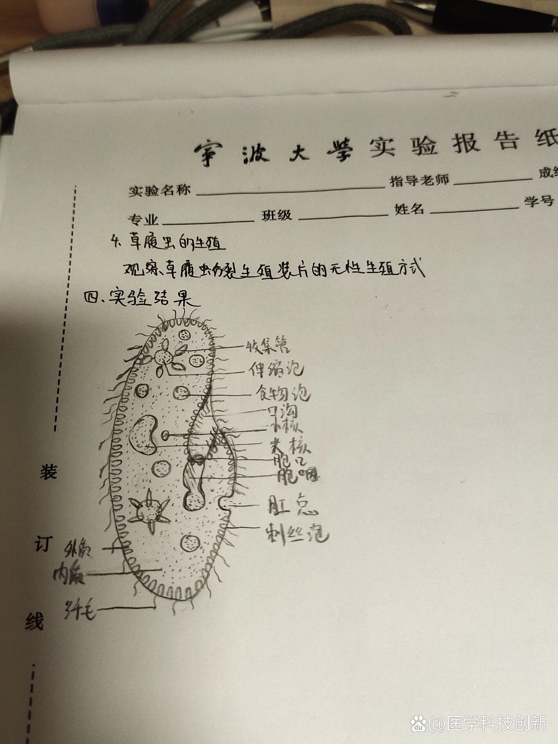 草履虫小报图片