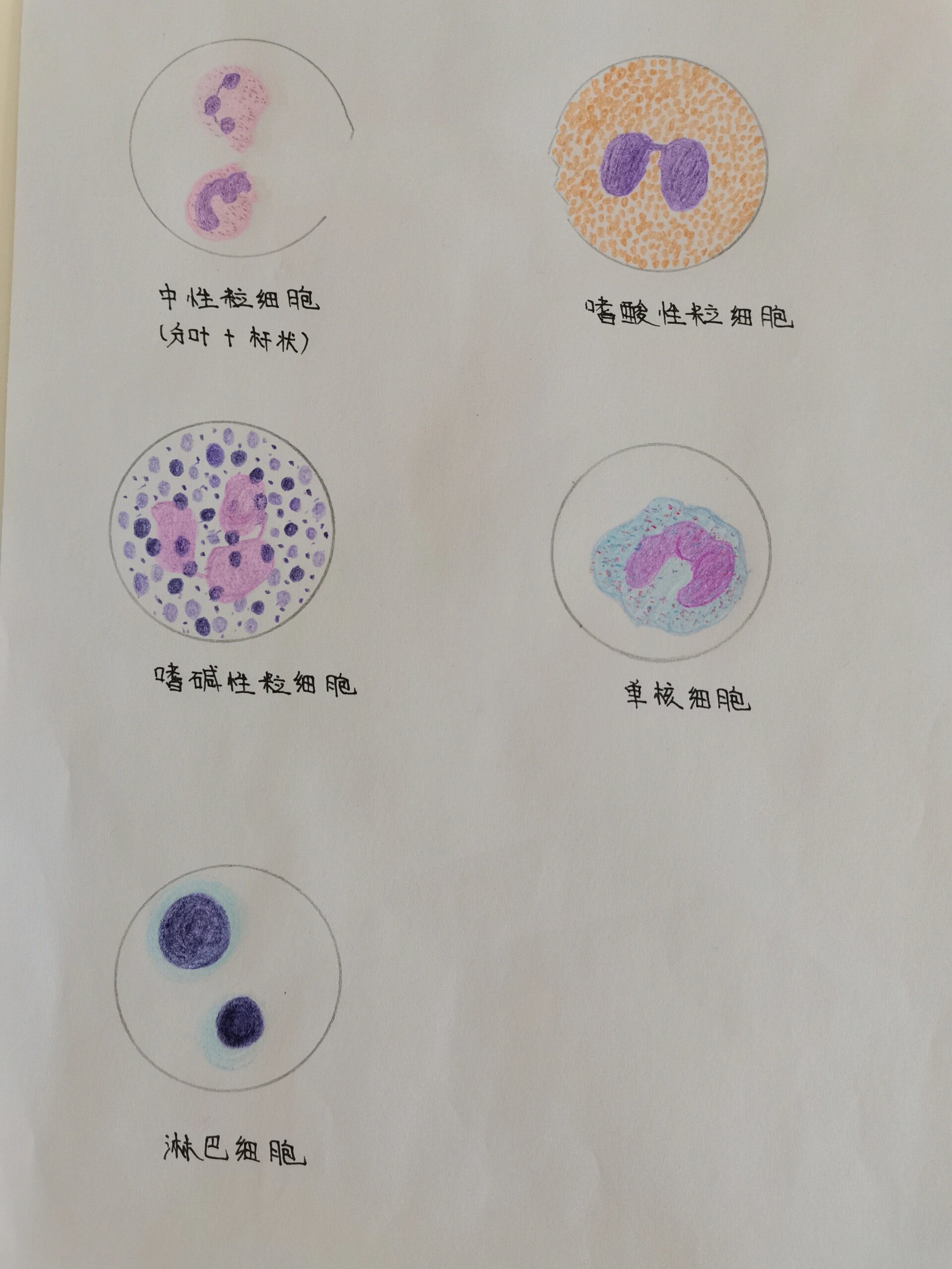 白细胞正常形态绘图