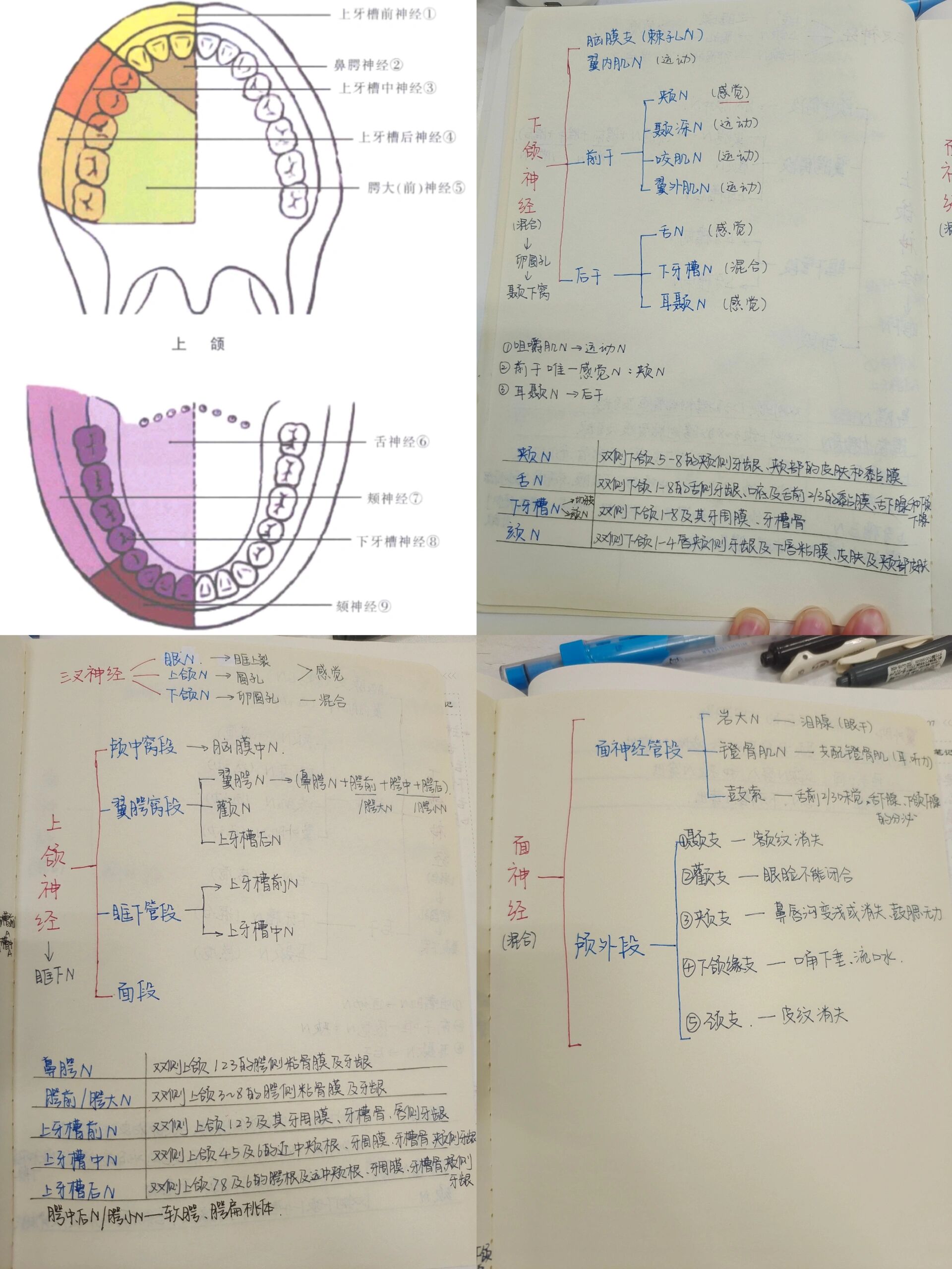 口腔解剖生理学2
