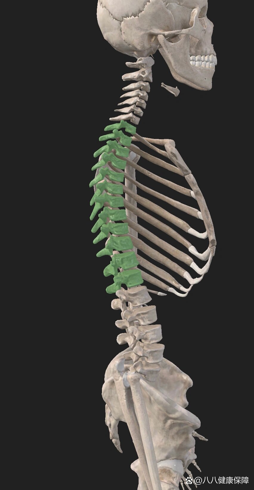 康复|每日一骨:胸椎