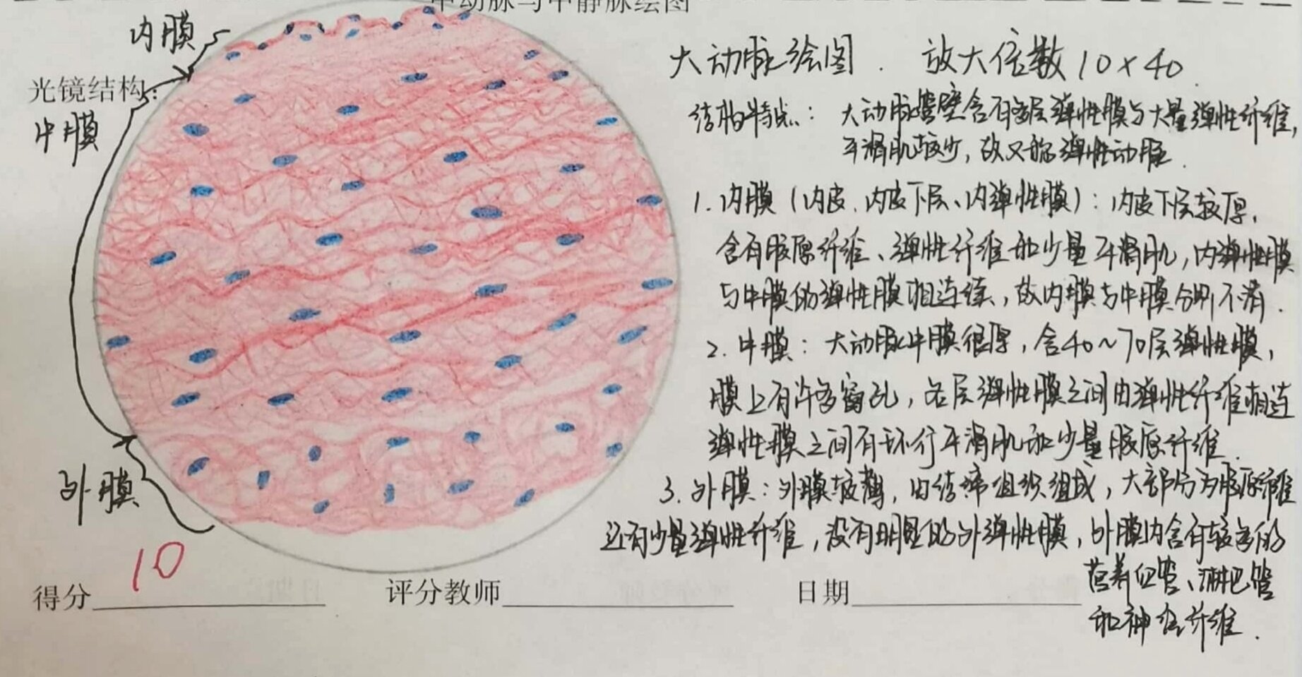 中动脉光镜结构图手绘图片