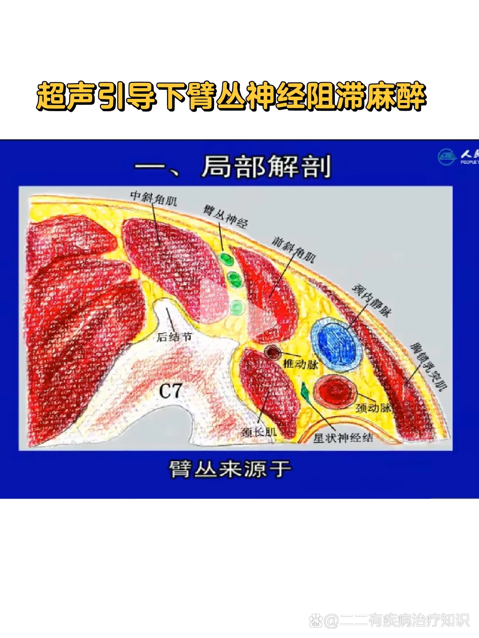 从颈前开始找到环状软骨