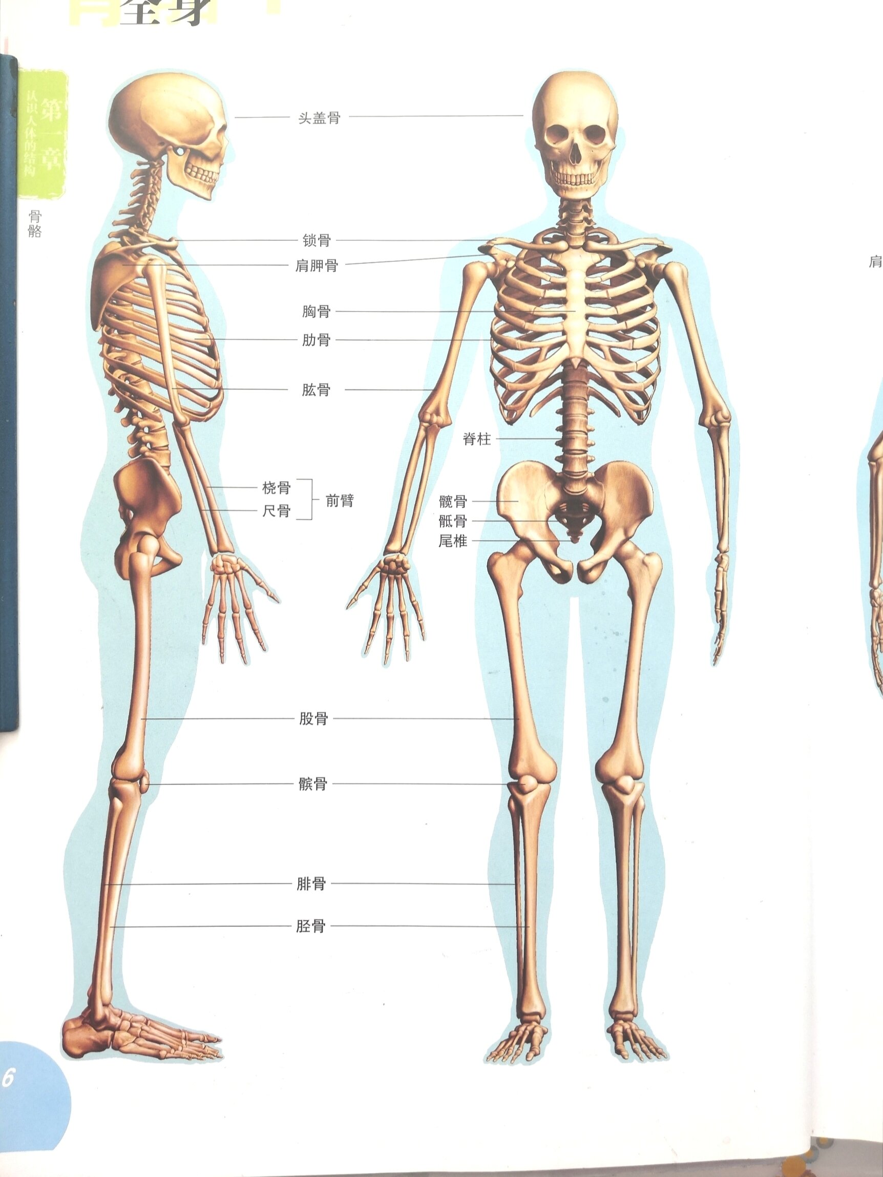 人体骨骼结构图