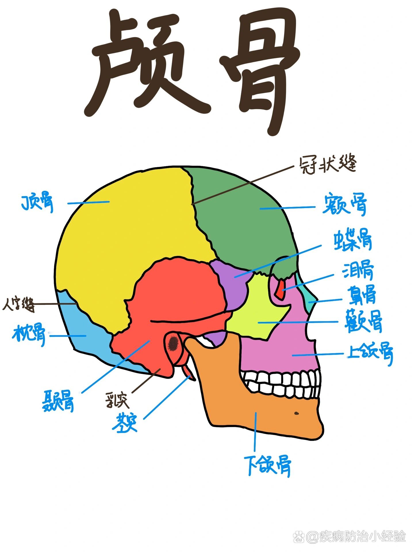 头骨四视图图片