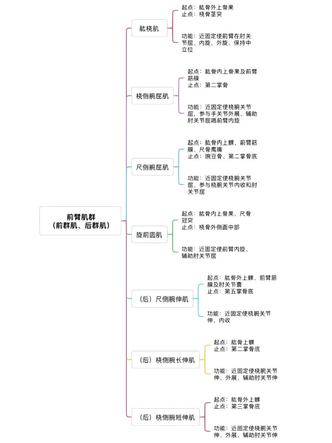 详细解刨之上肢肌肉 名称