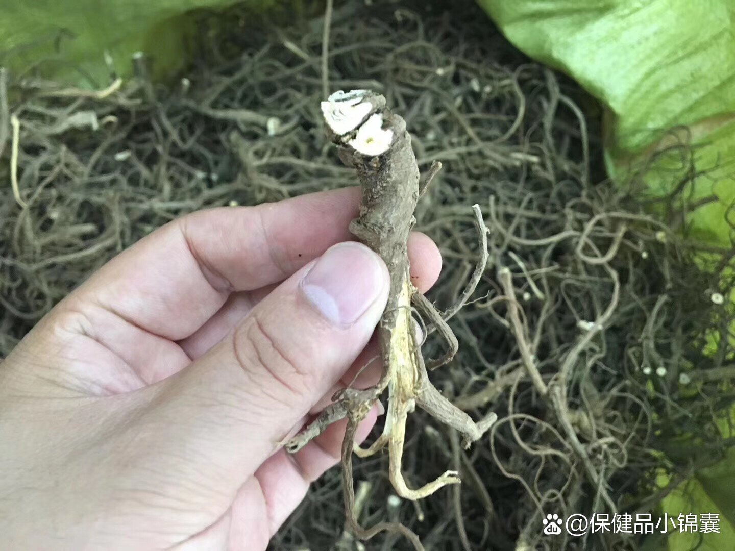 山里的草本植物,野生小柴胡