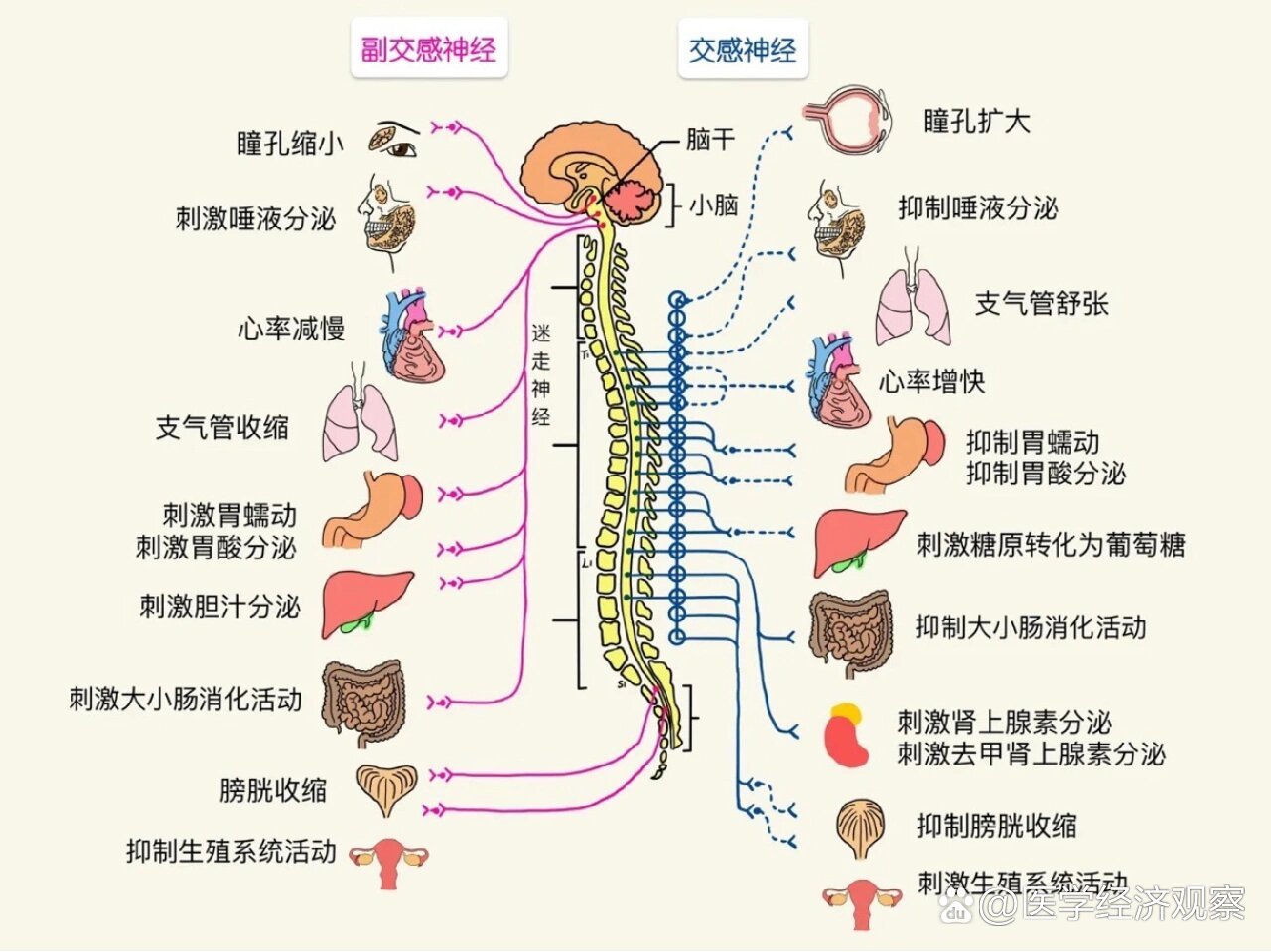勃起障碍等等都可以通过平衡交感和副交感得到帮助 br>	 br>交感神经
