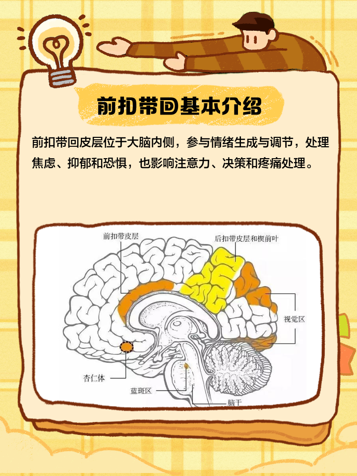 前扣带回皮层与疼痛感知揭秘