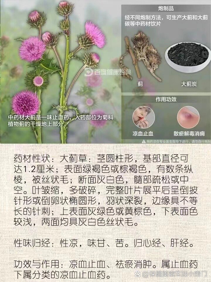 大蓟的功效与作用有毒图片