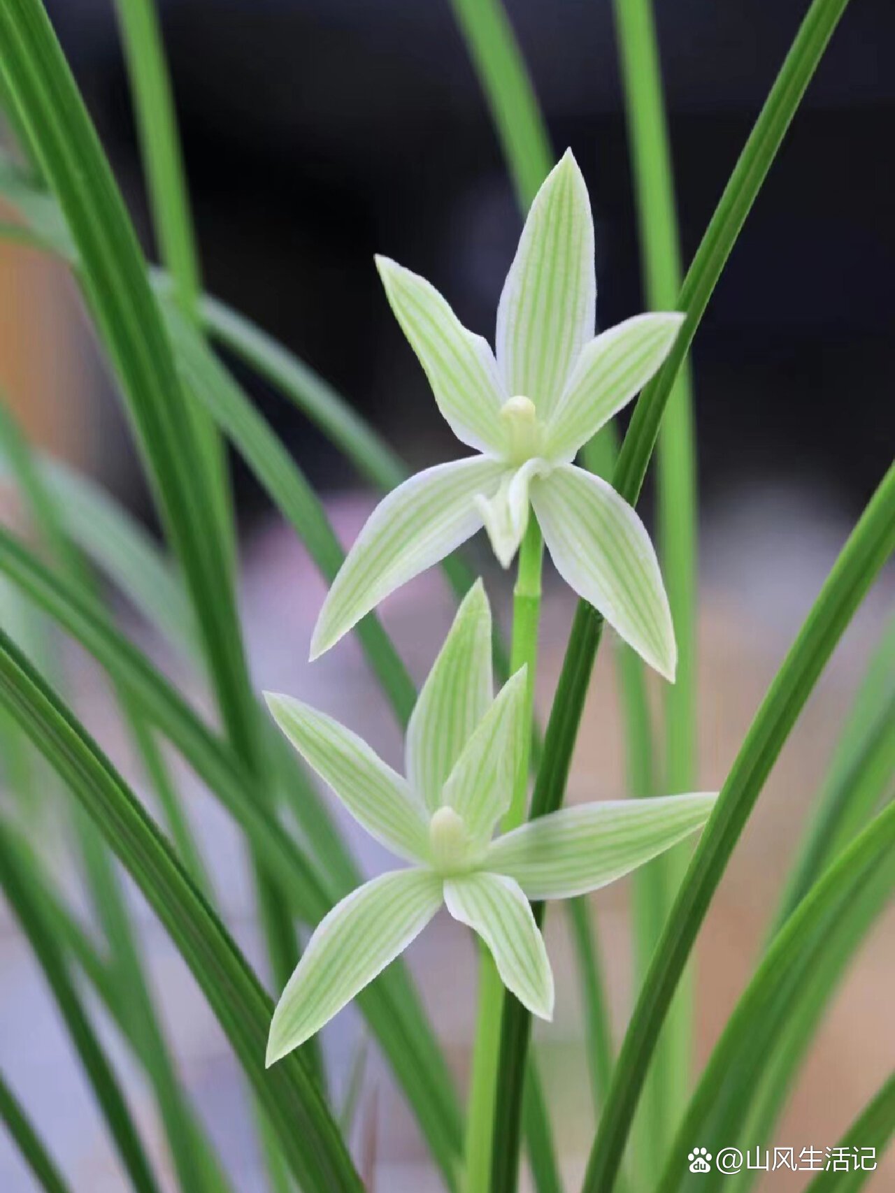 莲瓣兰兰花奇花素.玉洁冰清,端庄秀美!