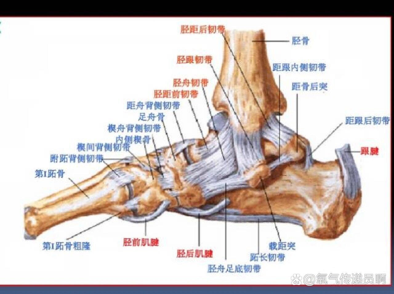 足韧带位置示意图图片