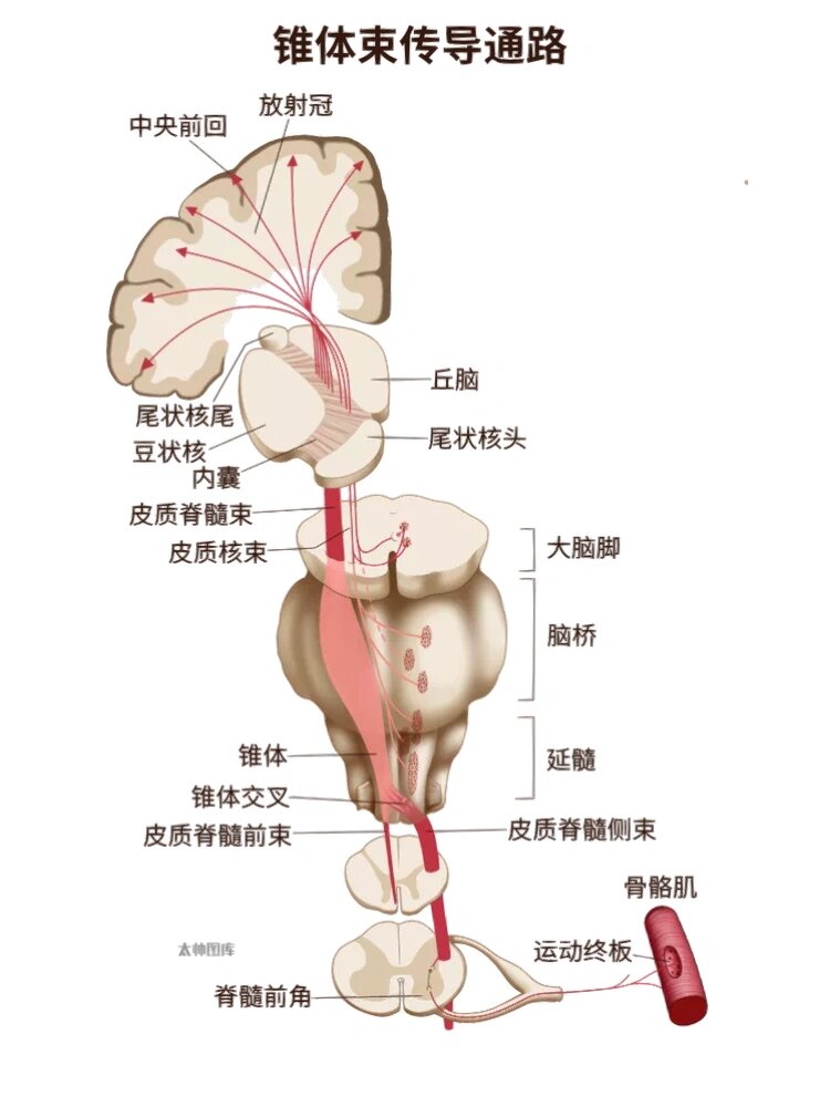 锥体束传导图片