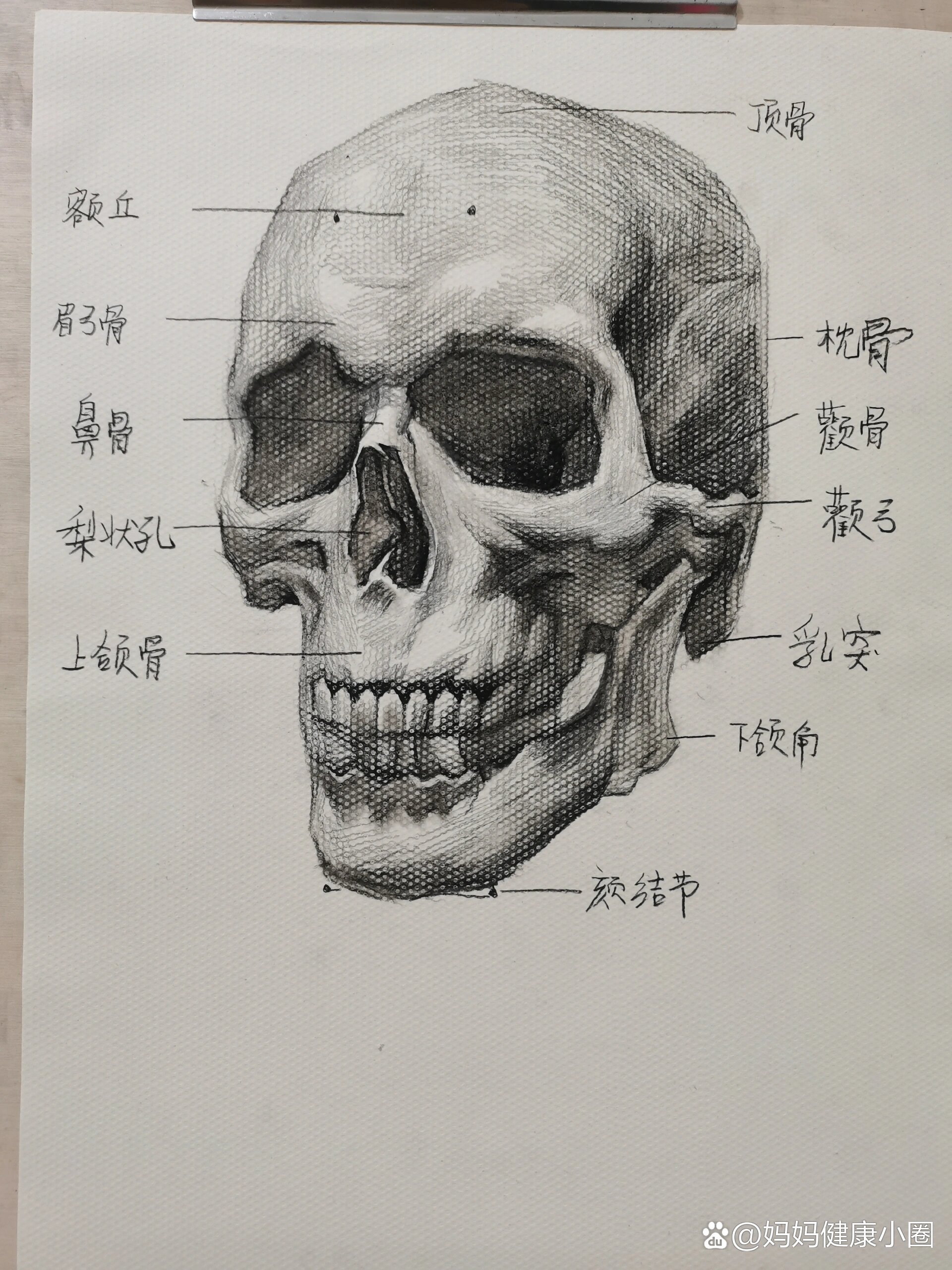 认识头骨