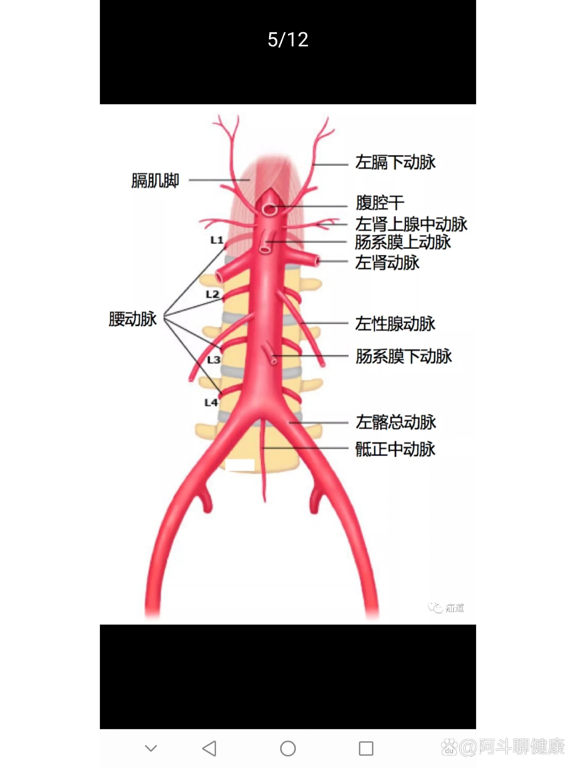 主动脉走行图图片