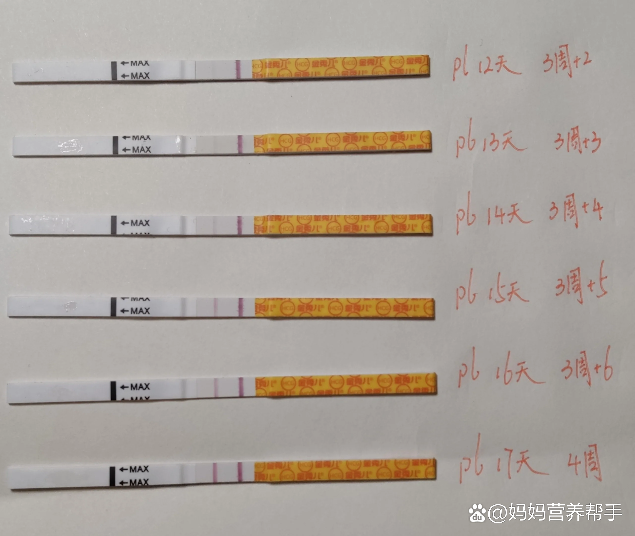 排卵9天后开始测各种hcg试纸