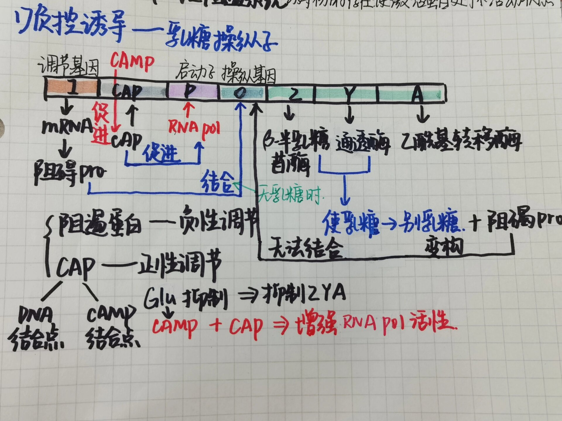 乳糖结构 分子式图片