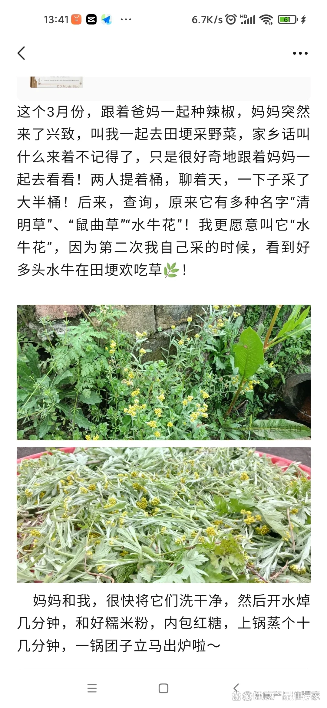 青明草的功效图片